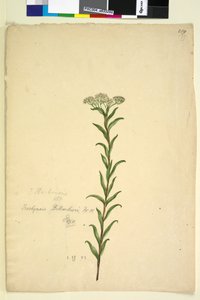 Pagina 259. Trachymene door John William Lewin